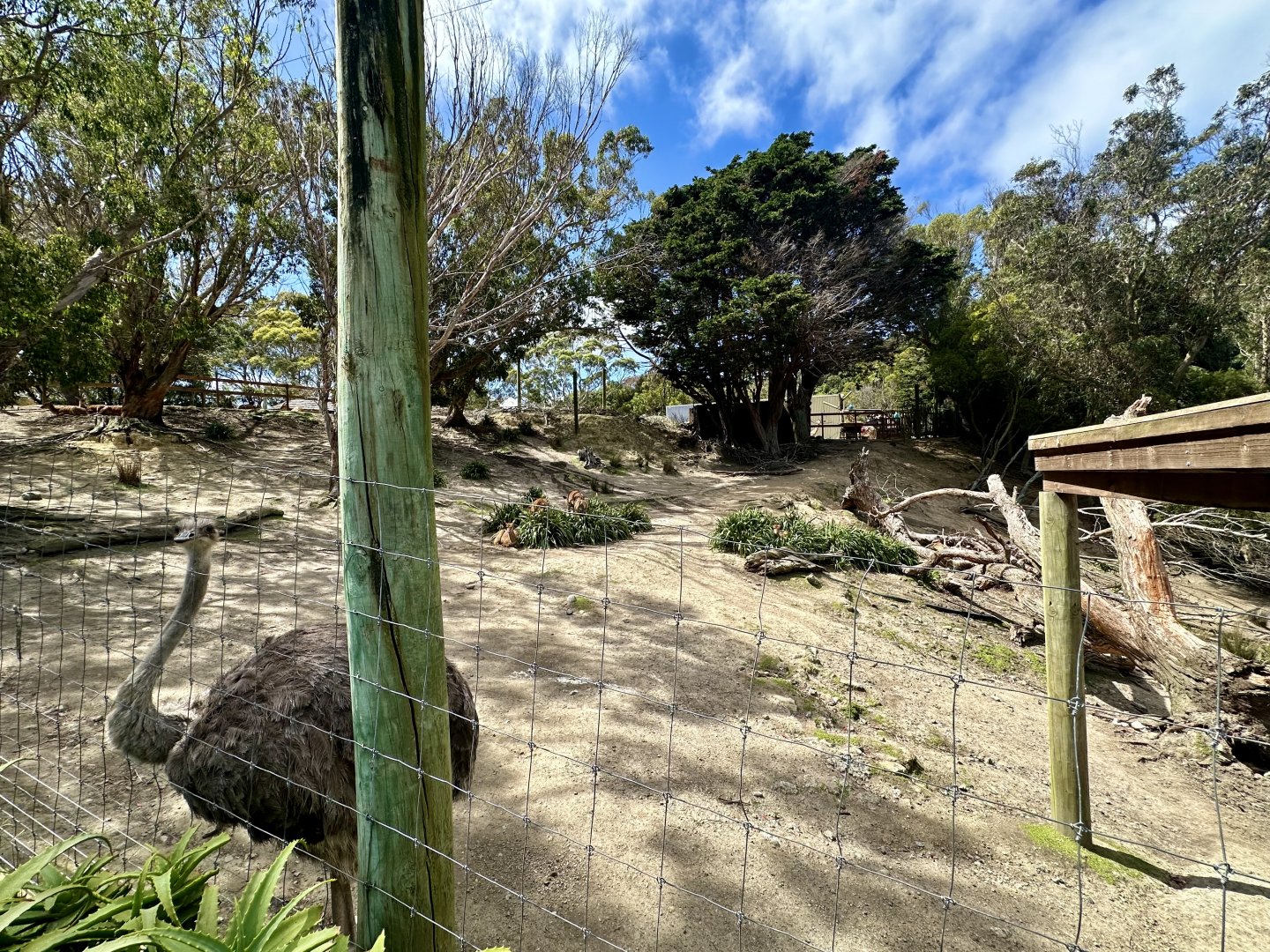Lowland Nyala Exhibit