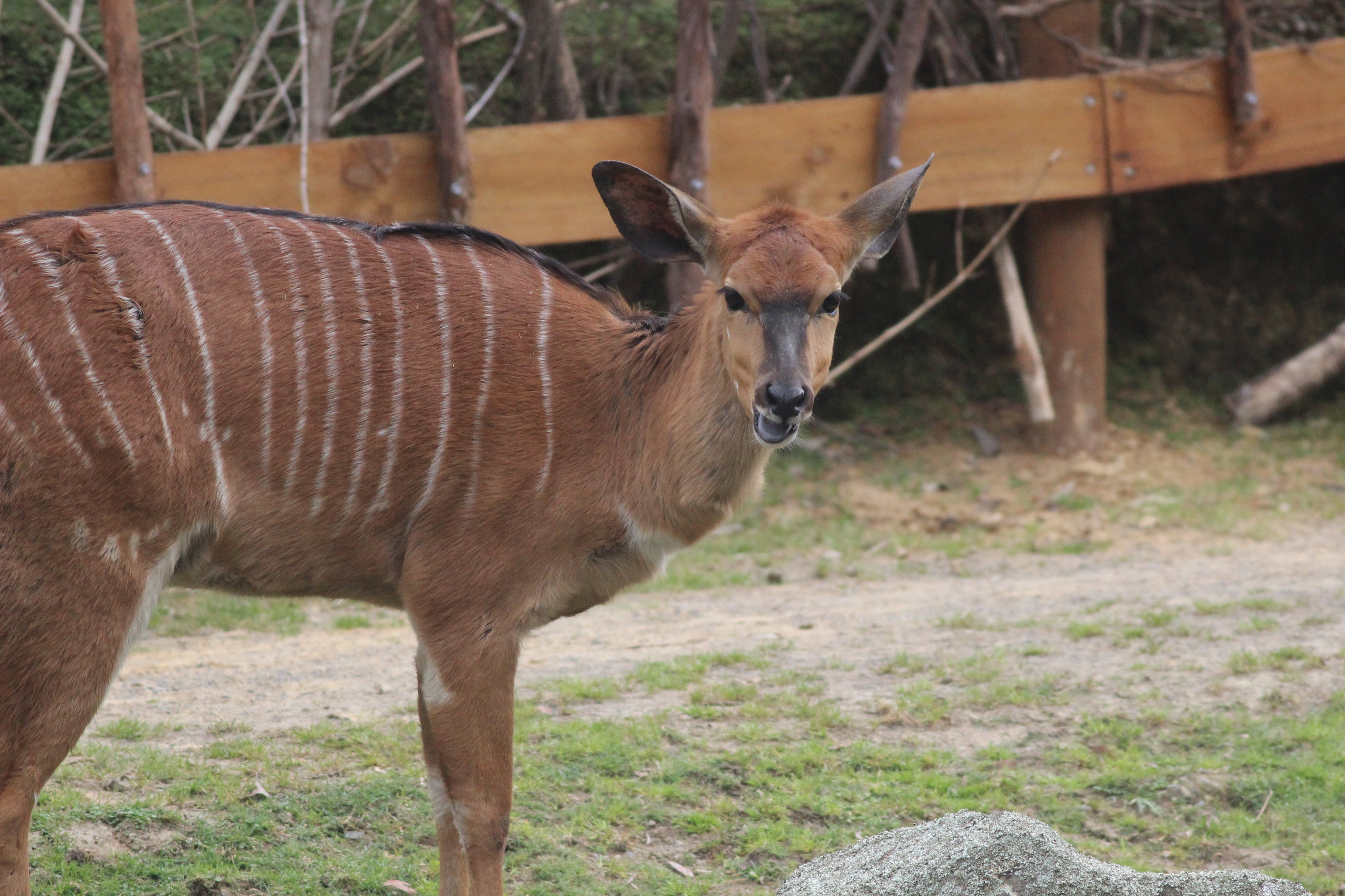 Lowland Nyala female