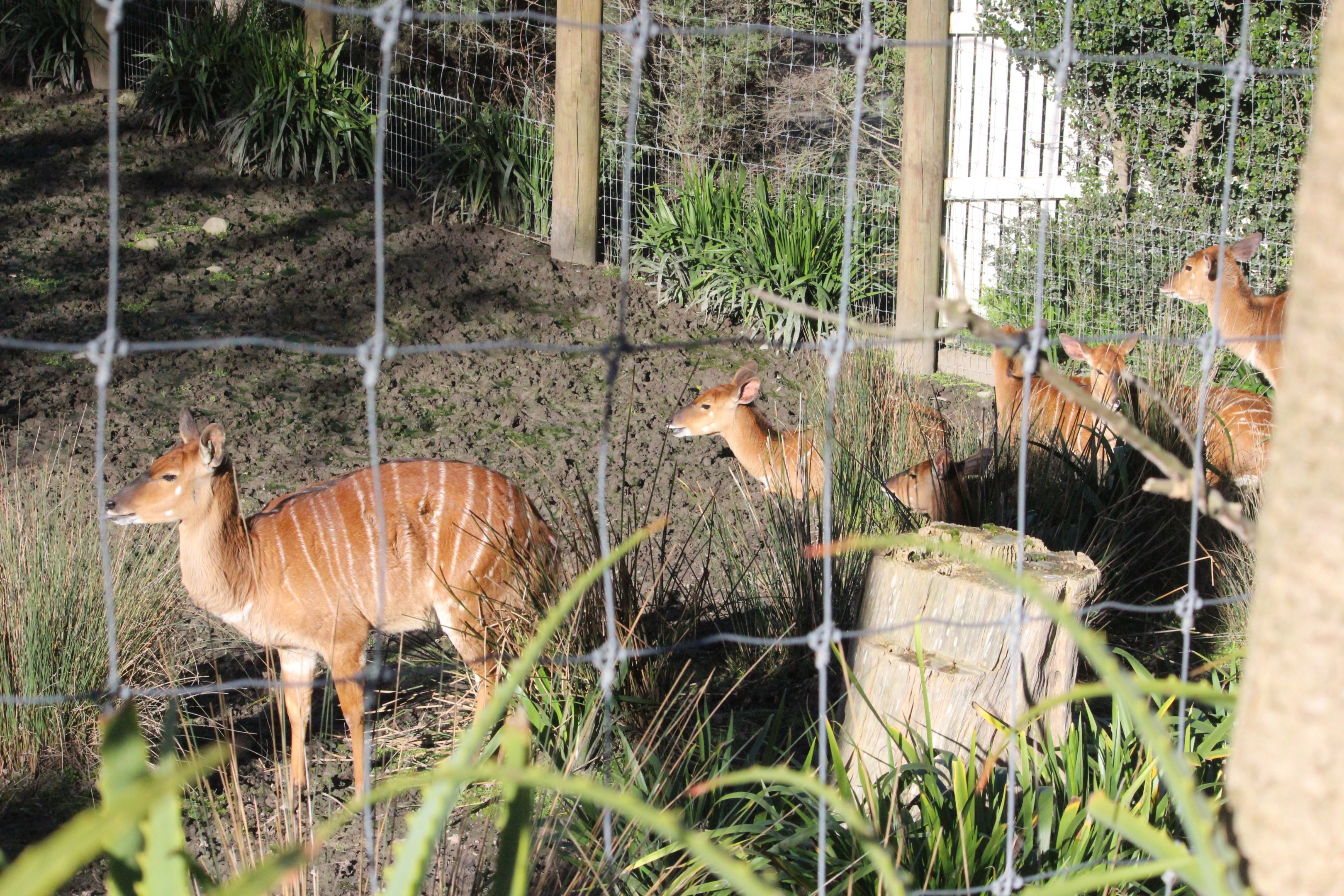 Lowland Nyala females