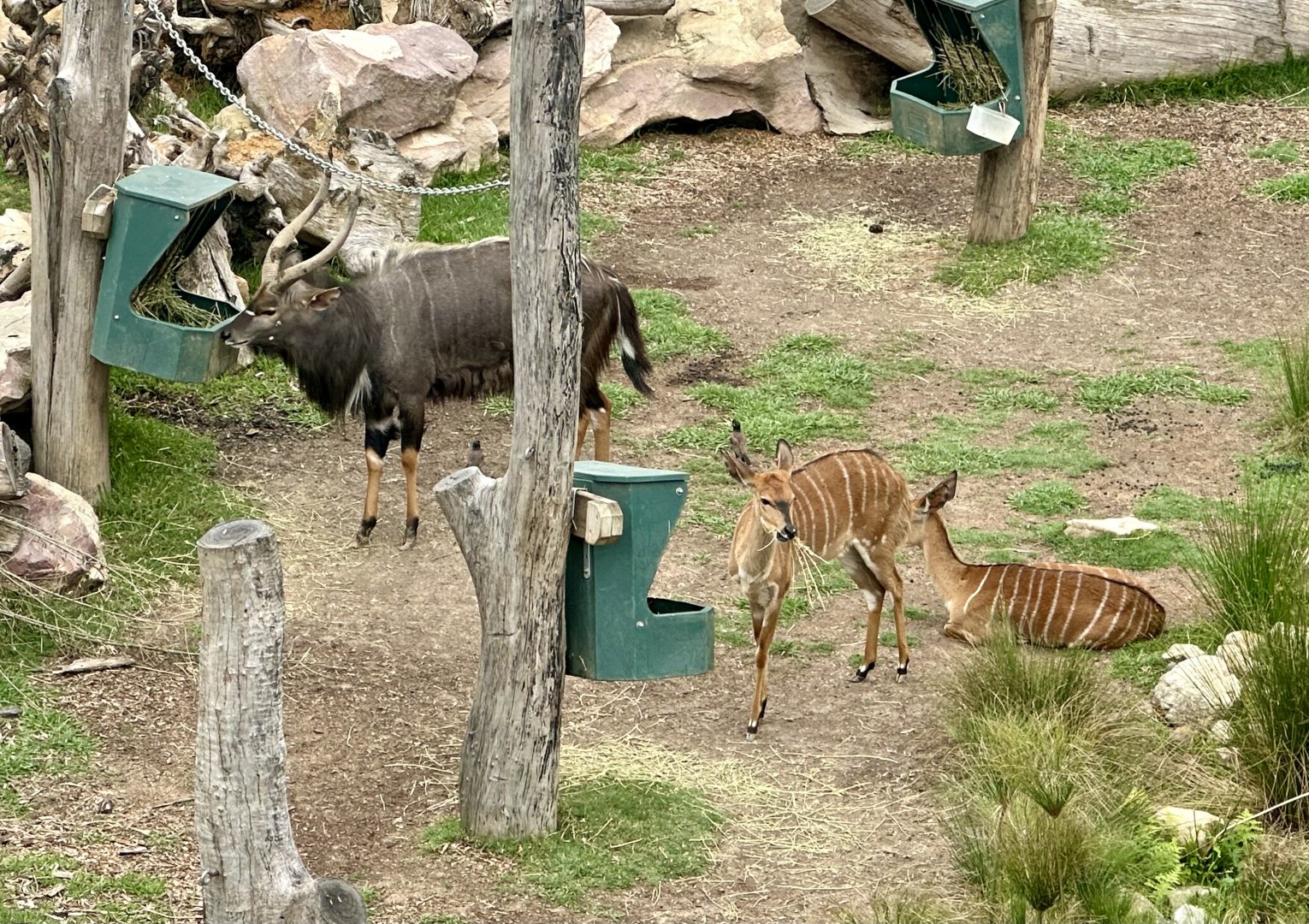 Lowland Nyala Herd