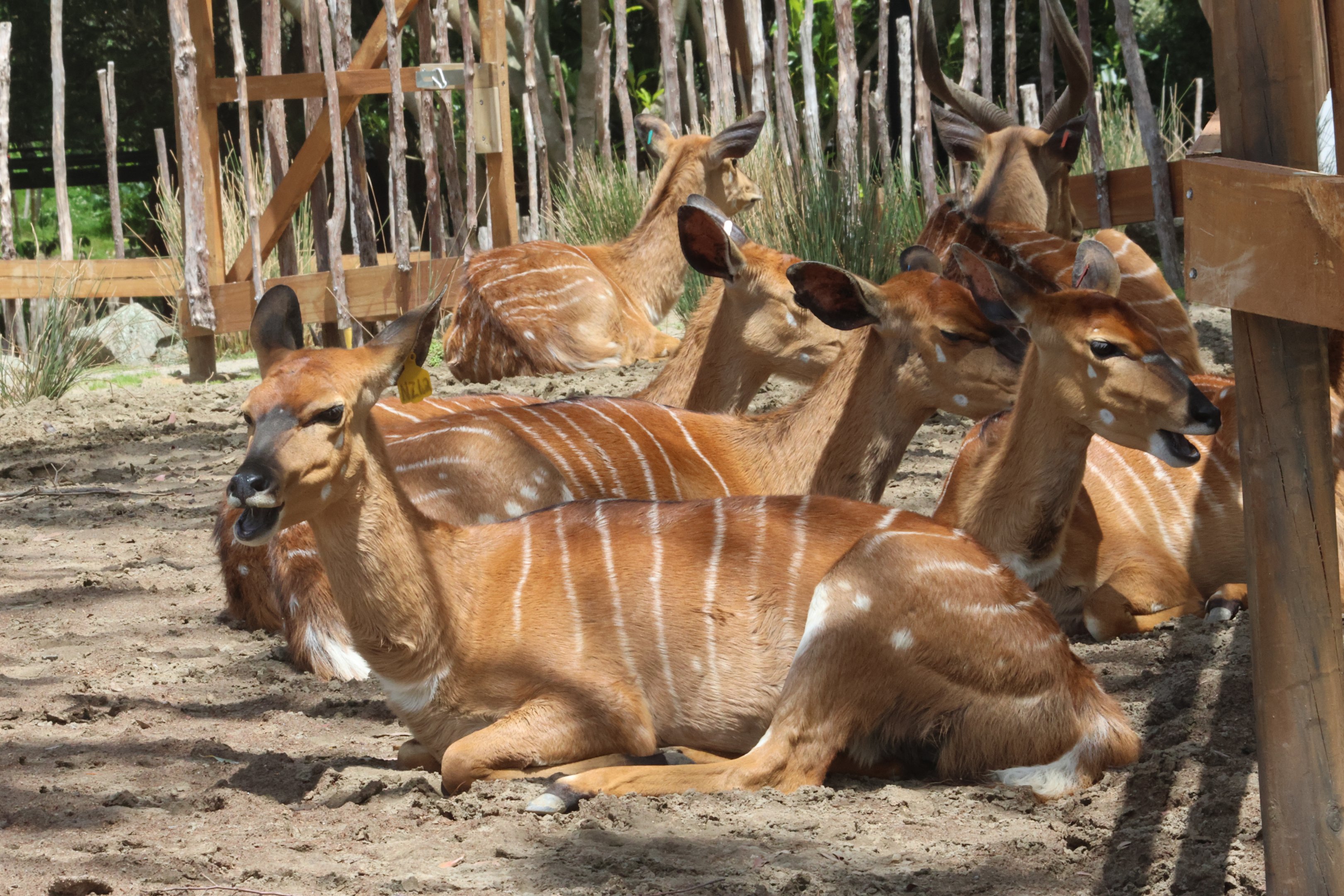 Lowland Nyala herd