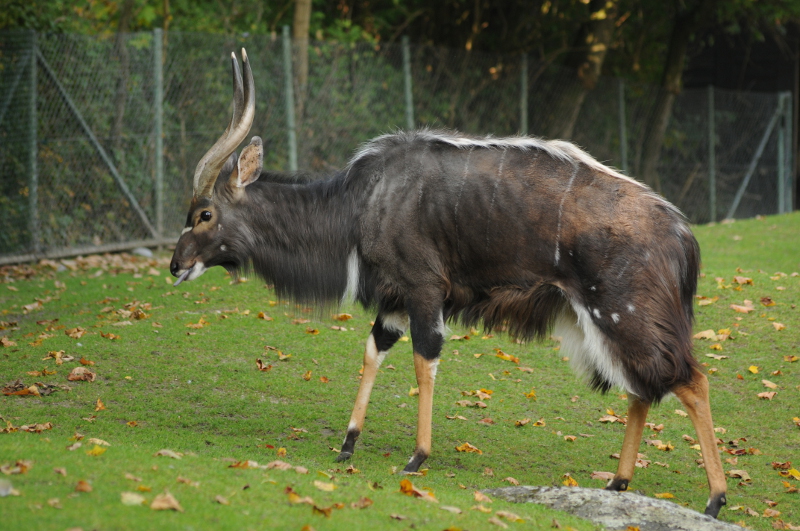 Lowland nyala male