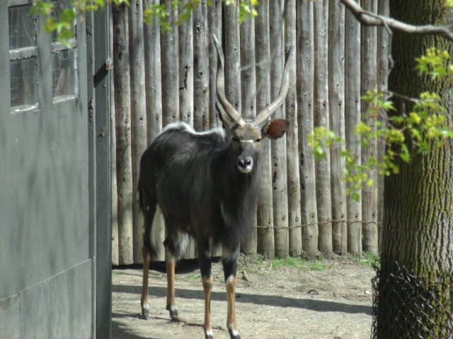 Lowland Nyala Male