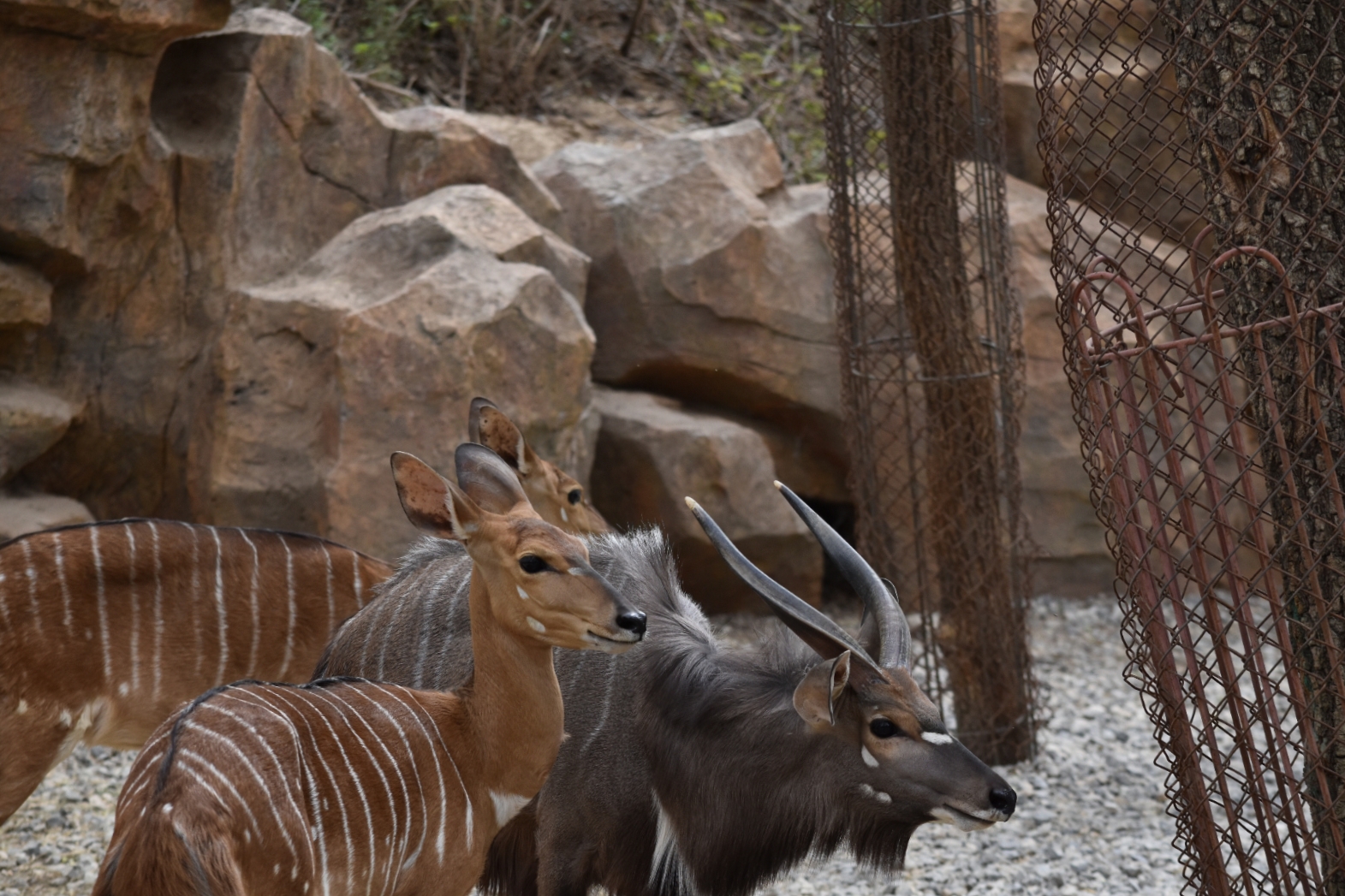 lowland nyala or simply nyala (Tragelaphus angasii)