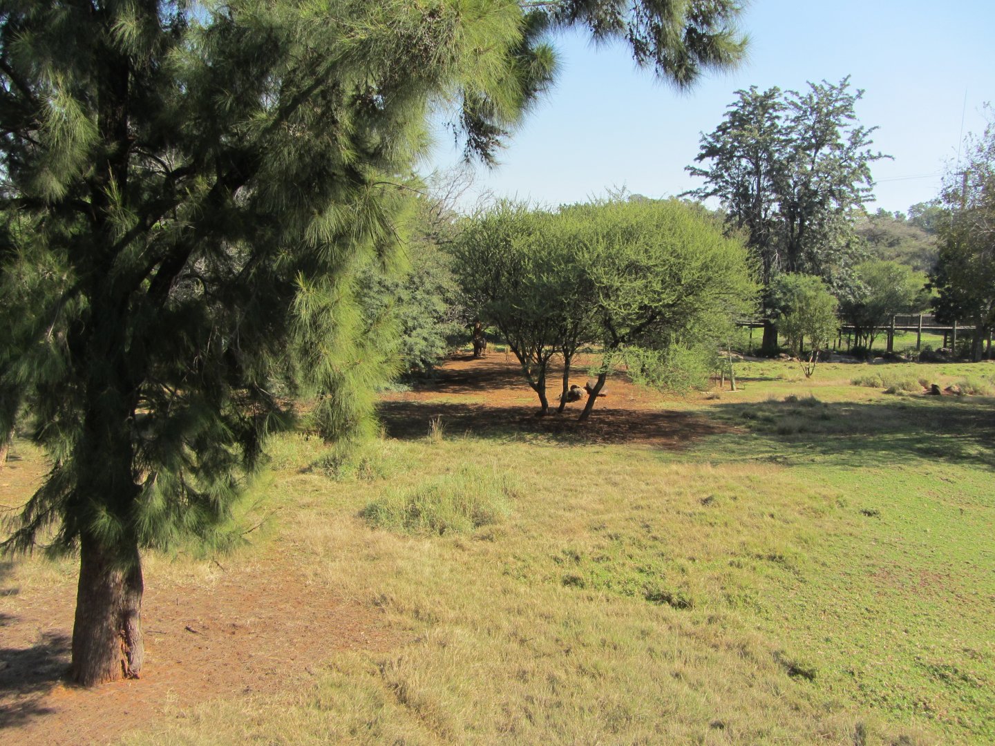 Lowland Nyala/Southern Steenbok Yard