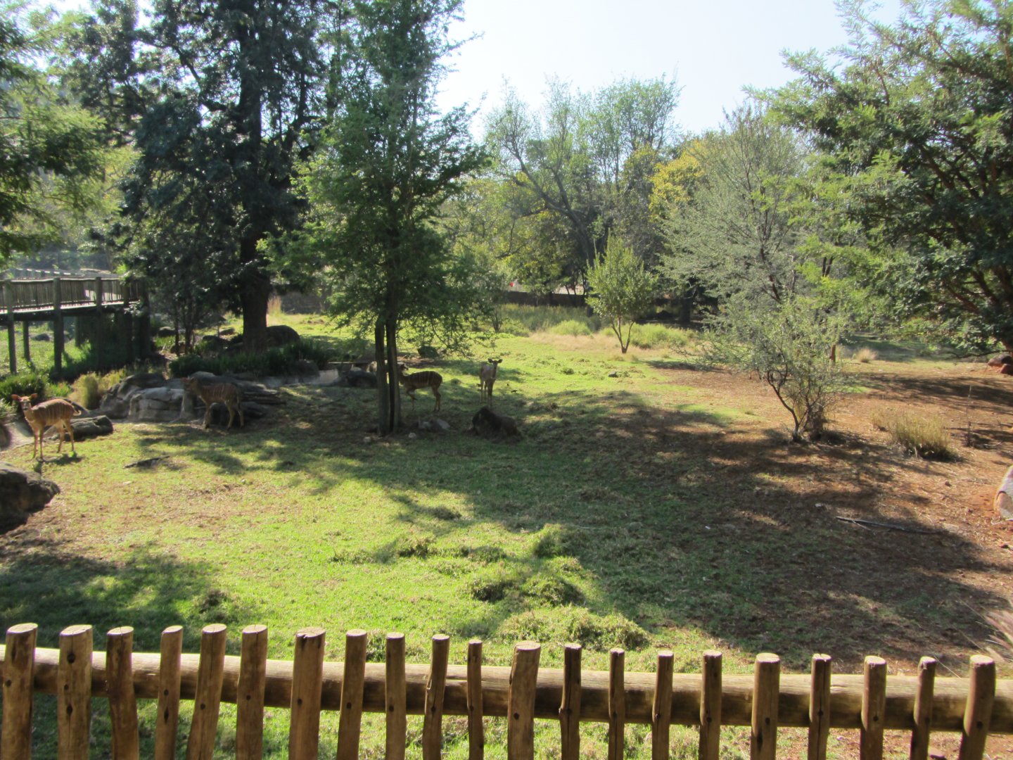 Lowland Nyala/Southern Steenbok Yard