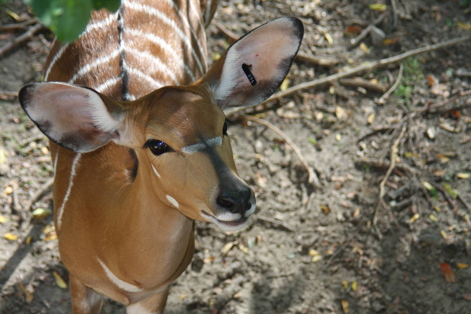 Lowland nyala (Tragelaphus angasi)