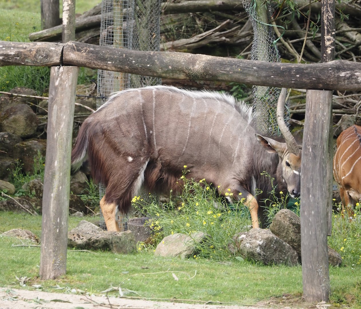 Lowland Nyala (Tragelaphus angasii), 2024-08-05