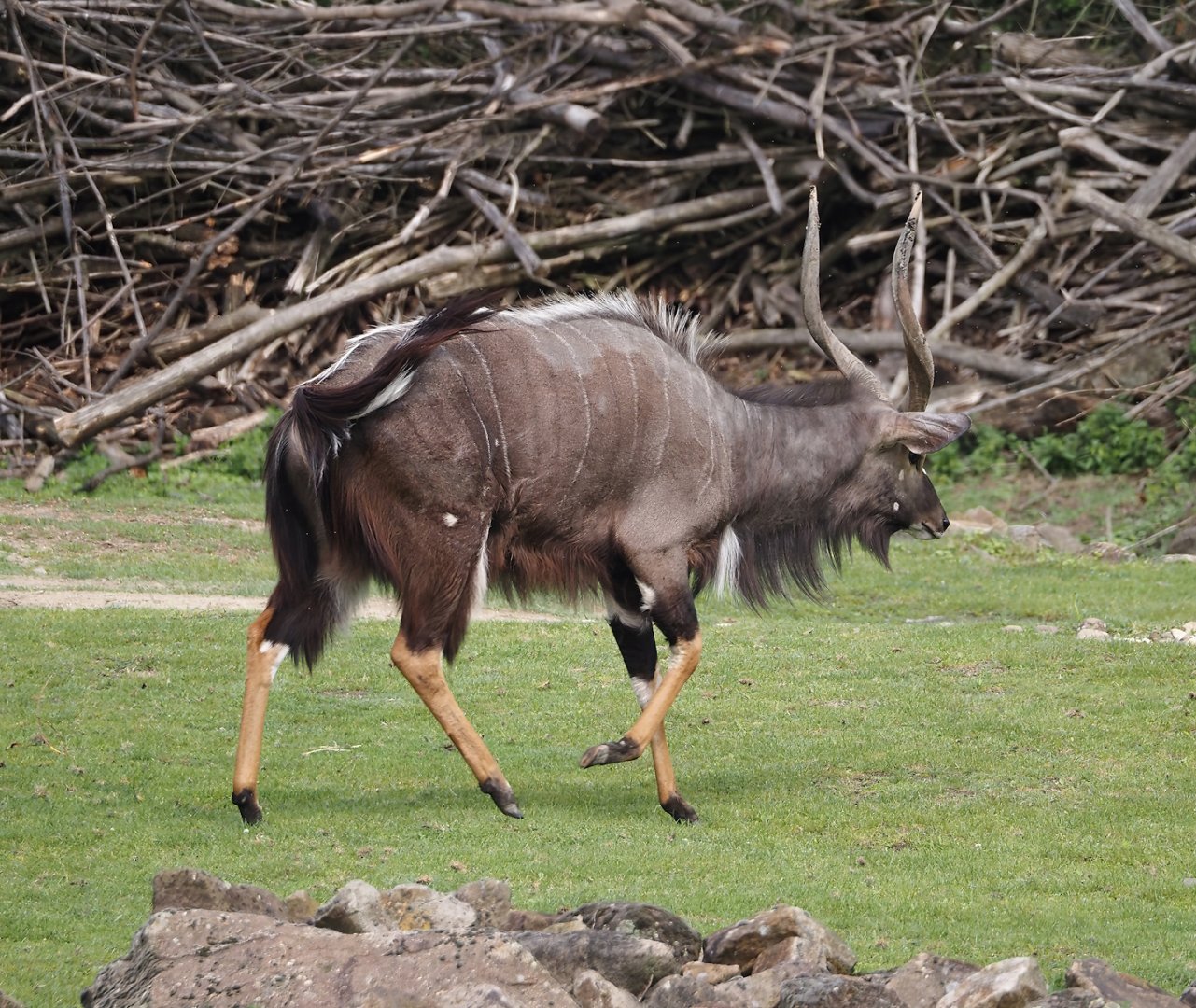 Lowland Nyala (Tragelaphus angasii), 2024-08-05