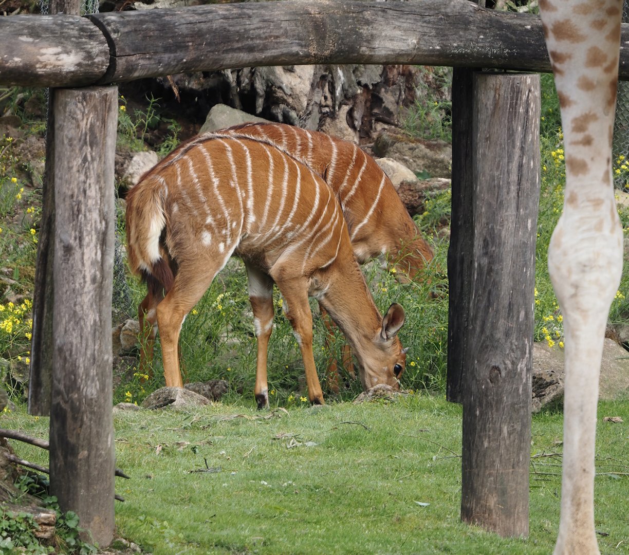 Lowland Nyala (Tragelaphus angasii), 2024-08-05