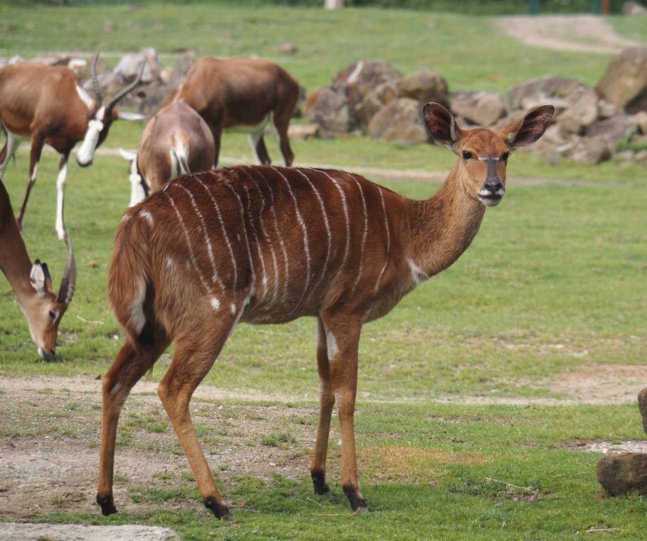 Lowland Nyala (Tragelaphus angasii), 2024-08-05
