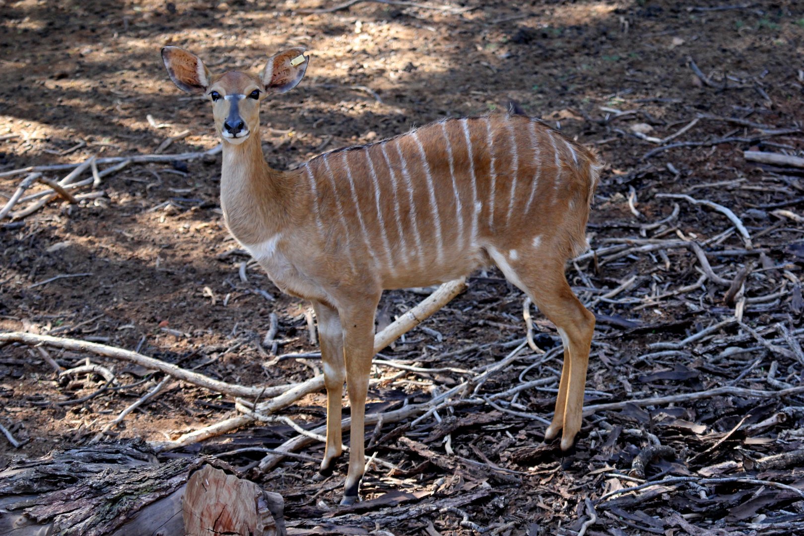 lowland nyala (Tragelaphus angasii) female