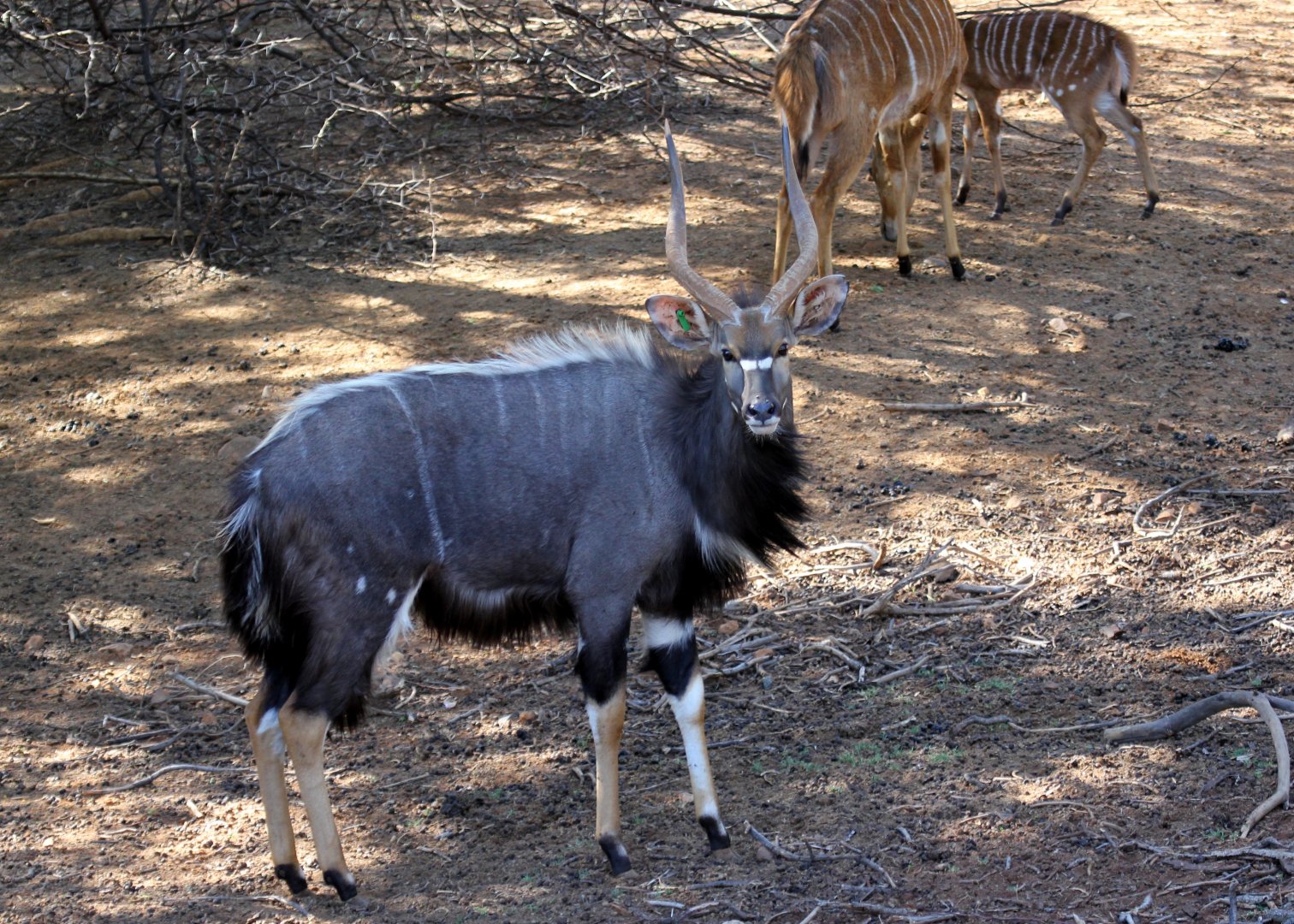 lowland nyala (Tragelaphus angasii) male