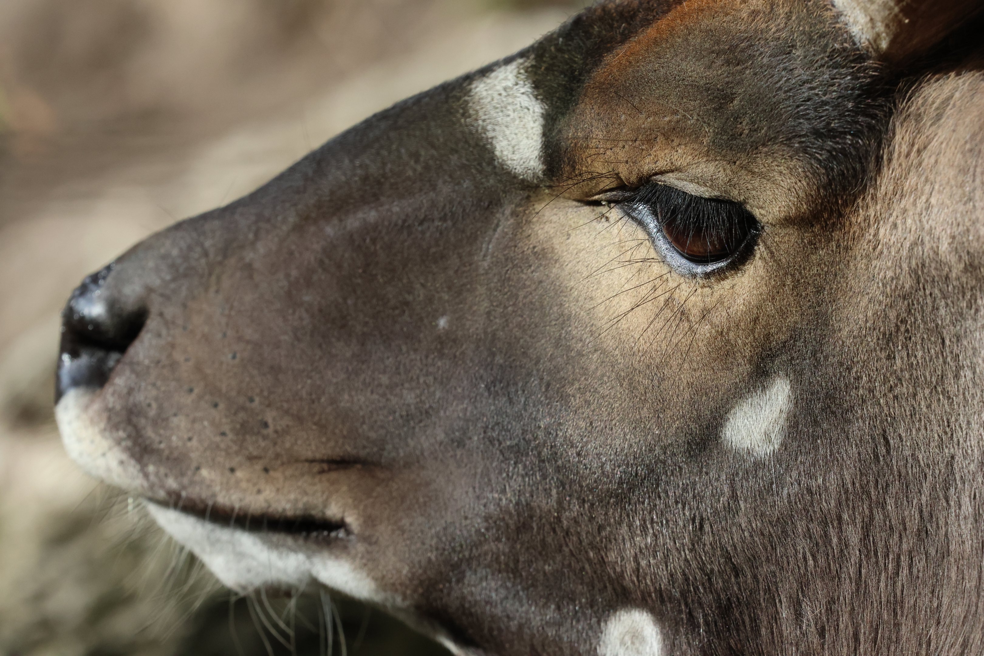 Lowland Nyala (Tragelaphus angasii) male