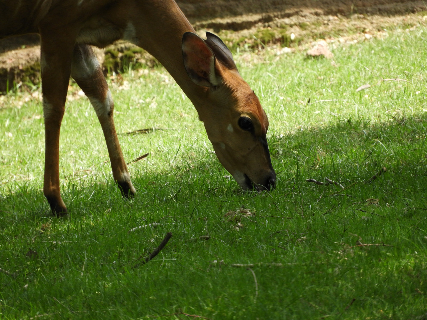 Lowland Nyala (Tragelaphus angasii)