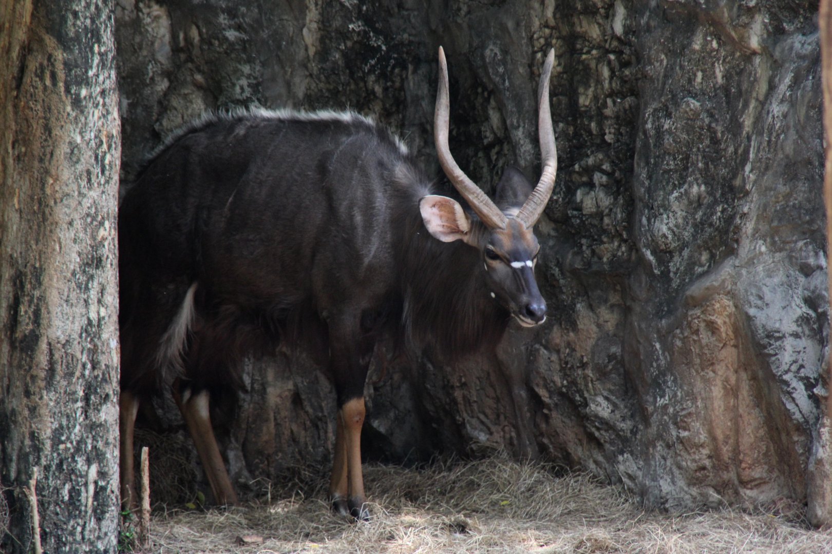 lowland nyala (Tragelaphus angasii)