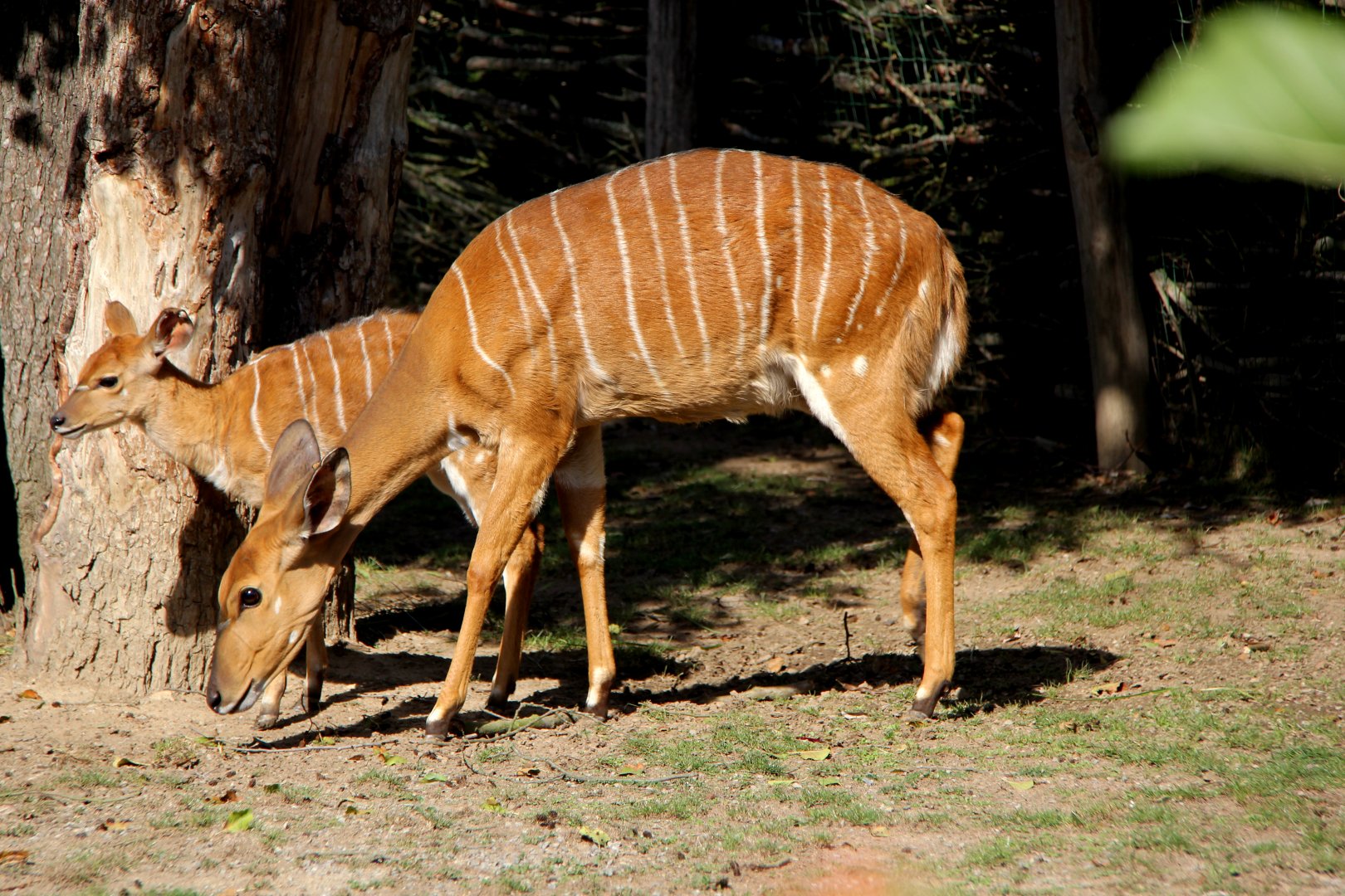 lowland nyala (Tragelaphus angasii)