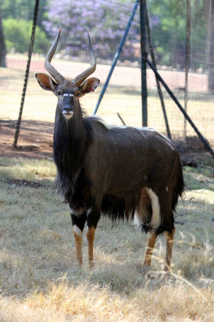 lowland nyala (Tragelaphus angasii)