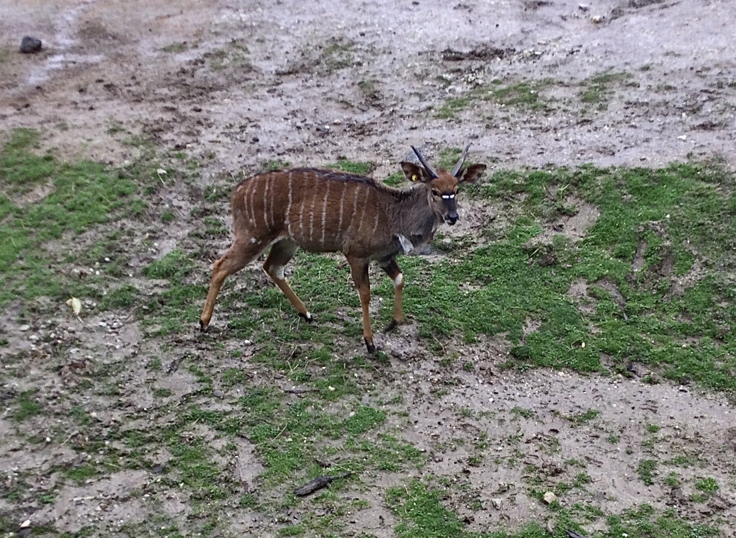 Lowland nyala (Tragelaphus angasii)