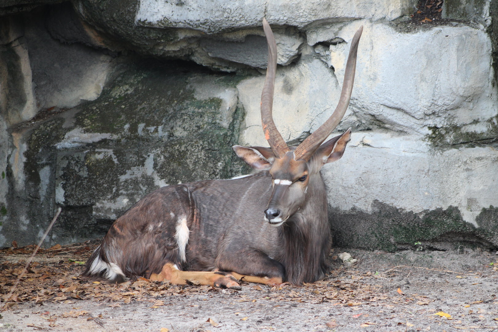 Lowland Nyala (Tragelaphus angasii)