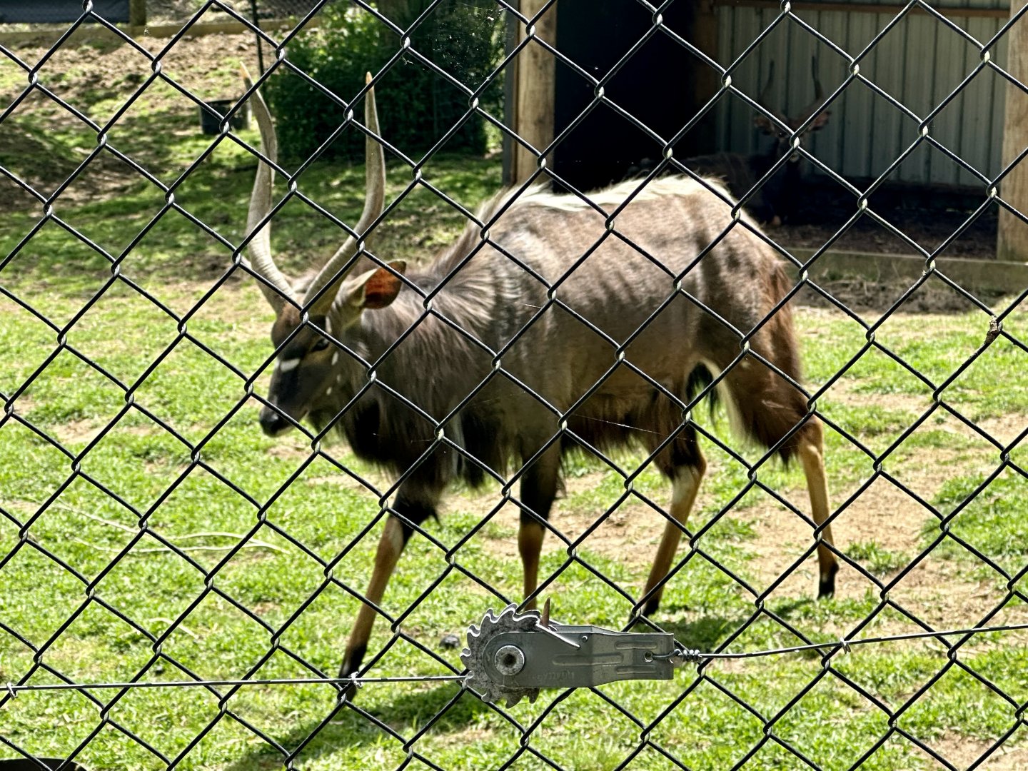 Lowland nyala (Tragelaphus angasii)