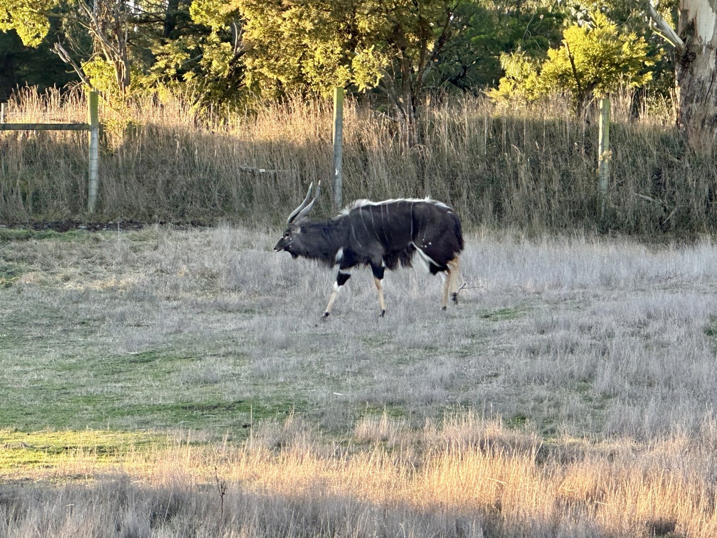 Lowland nyala (Tragelaphus angasii)