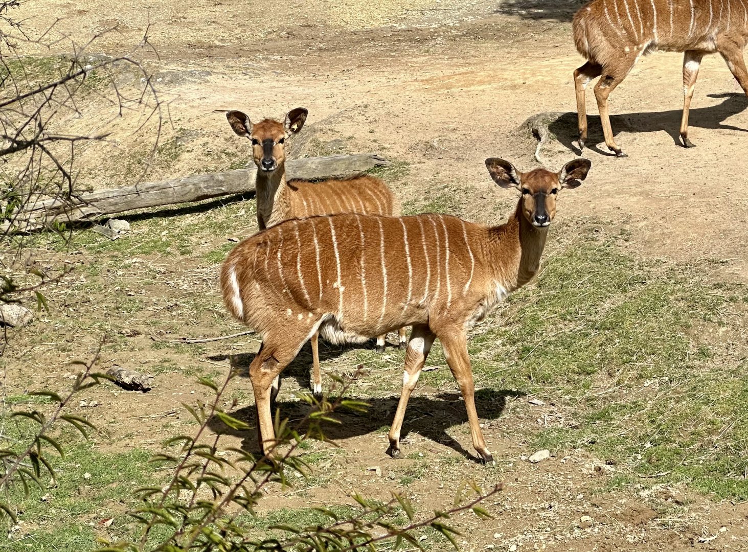 Lowland nyala (Tragelaphus angasii)