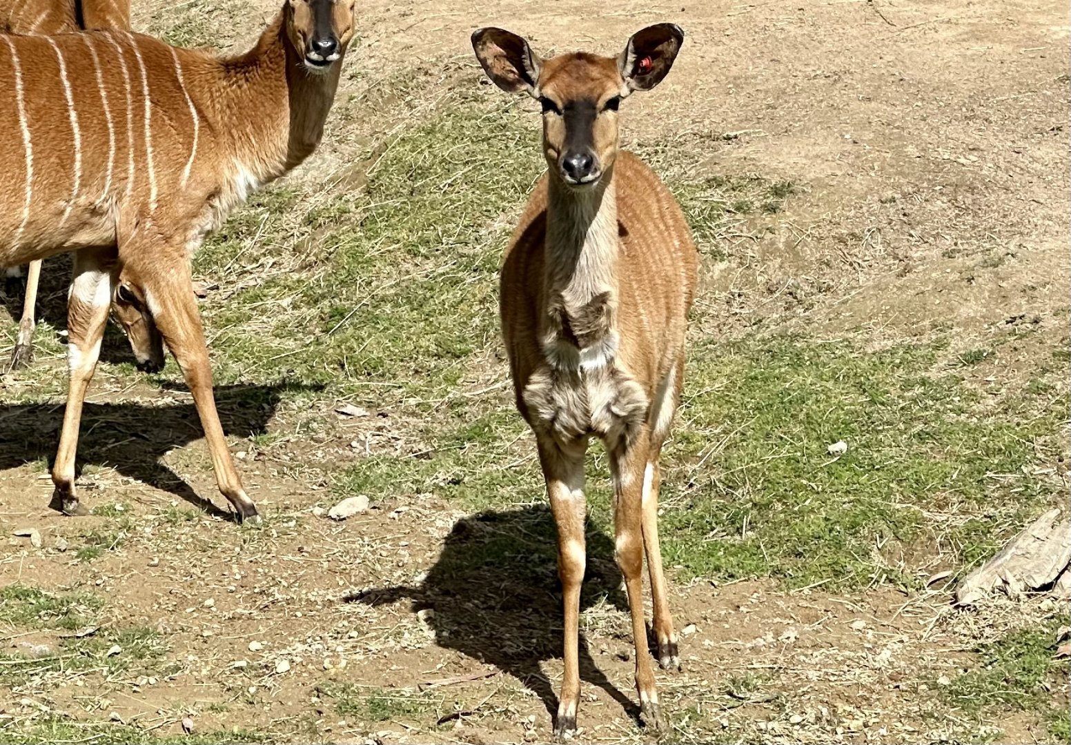 Lowland nyala (Tragelaphus angasii)