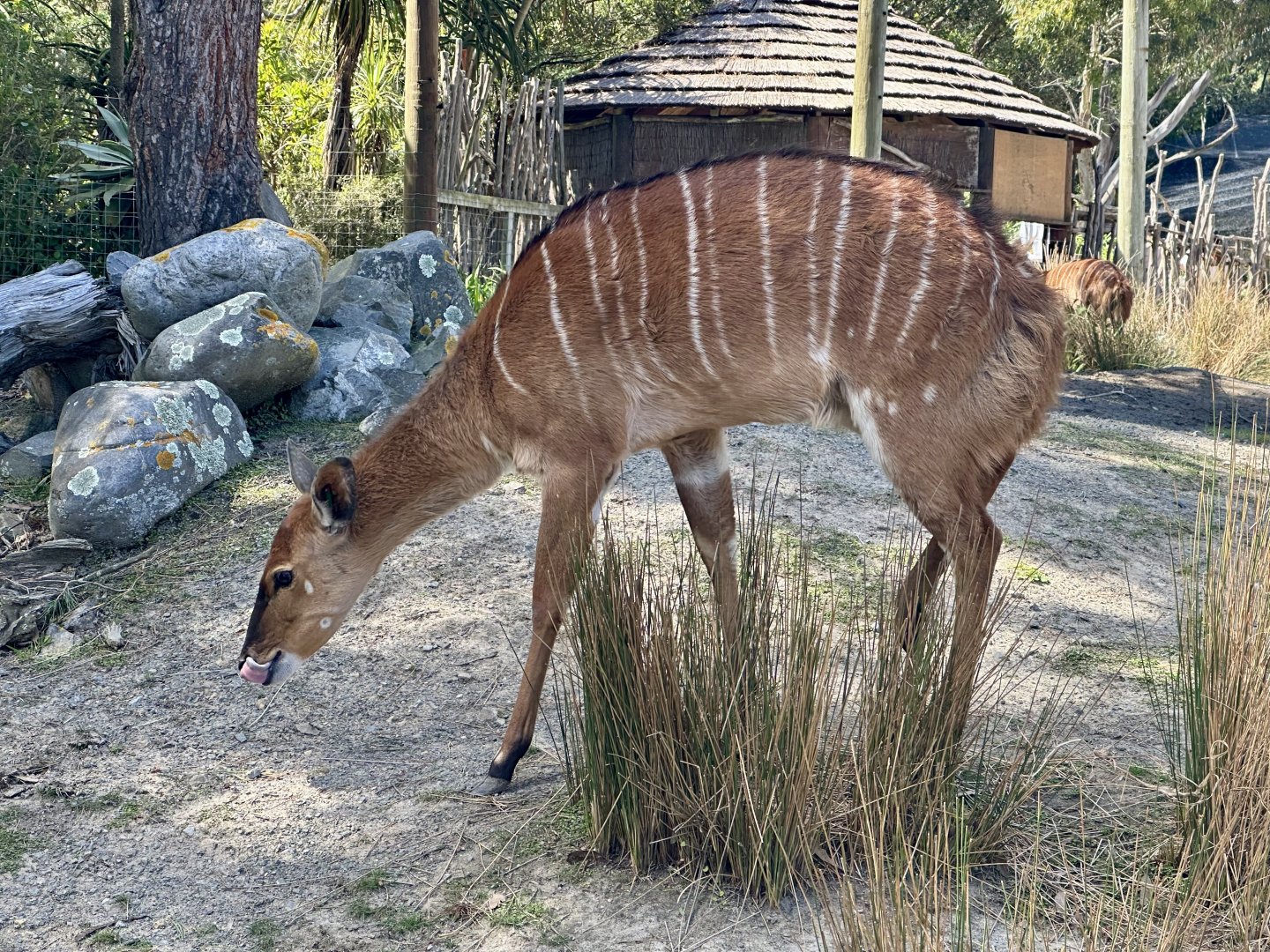 Lowland nyala (Tragelaphus angasii)