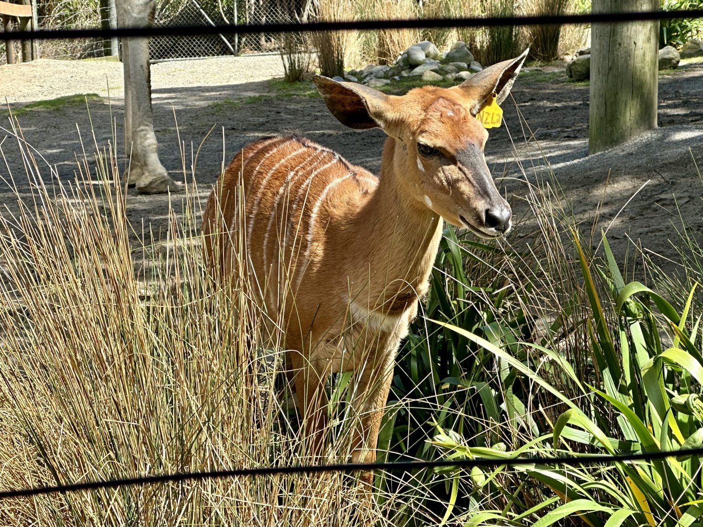 Lowland nyala (Tragelaphus angasii)