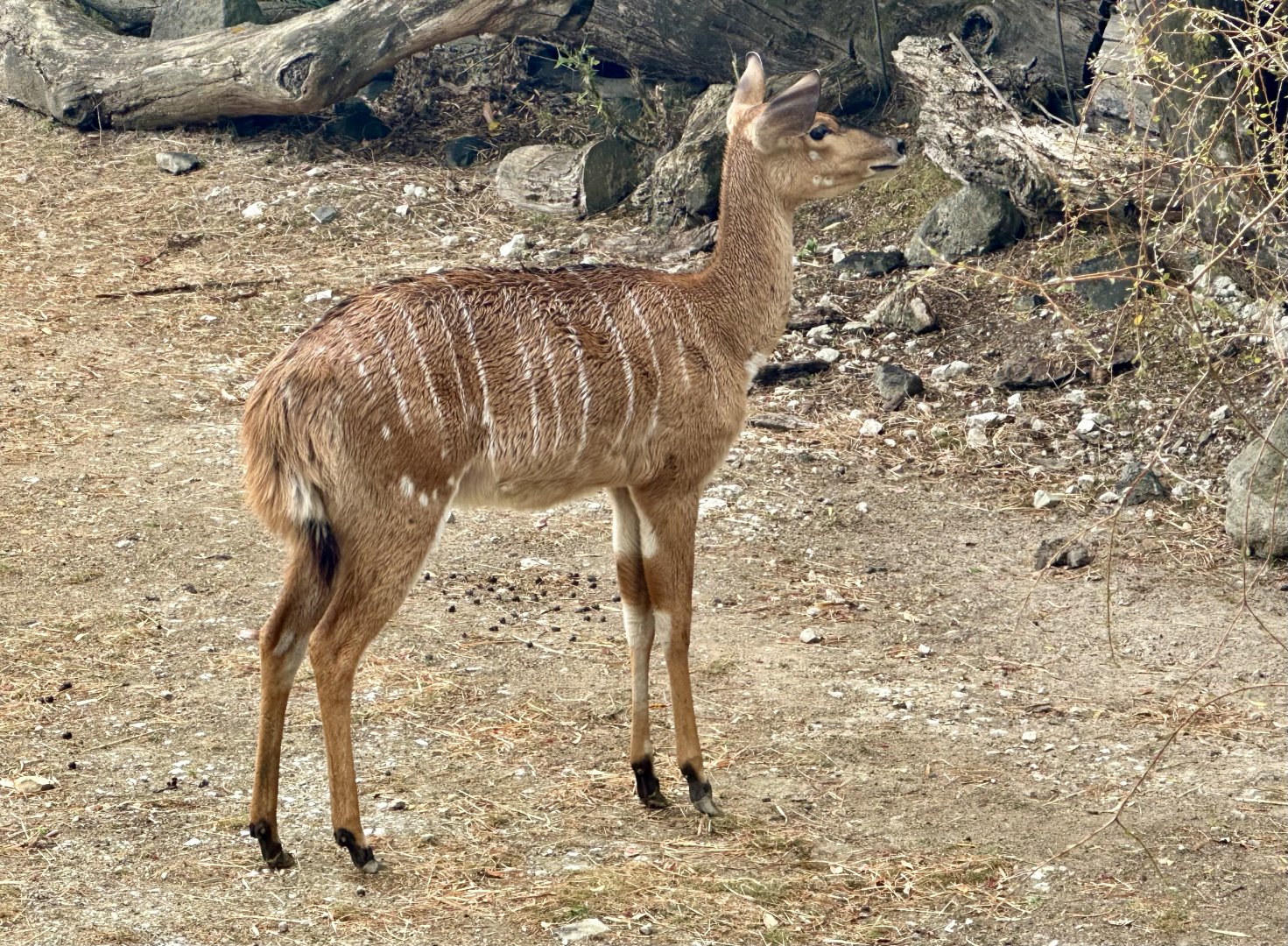 Lowland nyala (Tragelaphus angasii)