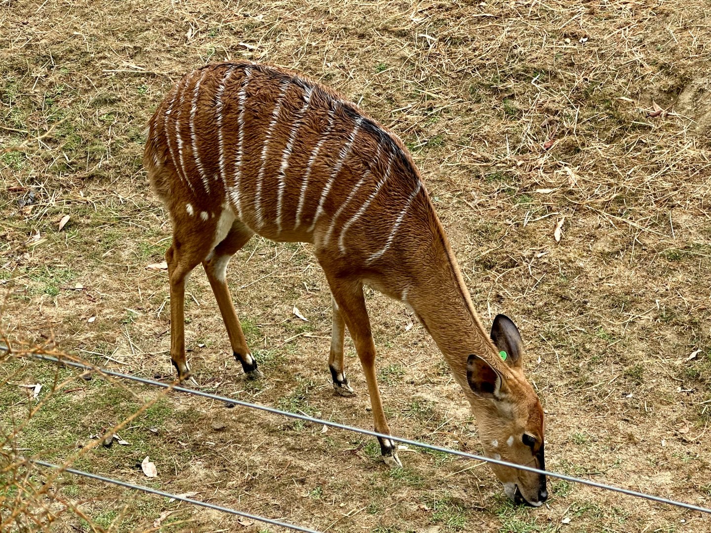 Lowland nyala (Tragelaphus angasii)
