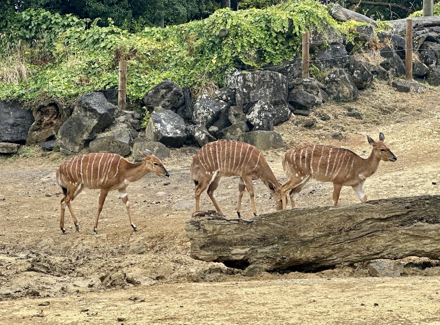 Lowland nyala (Tragelaphus angasii)