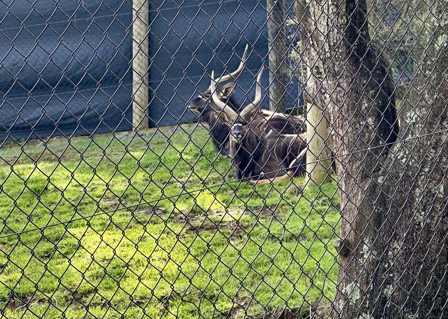 Lowland nyala (Tragelaphus angasii)