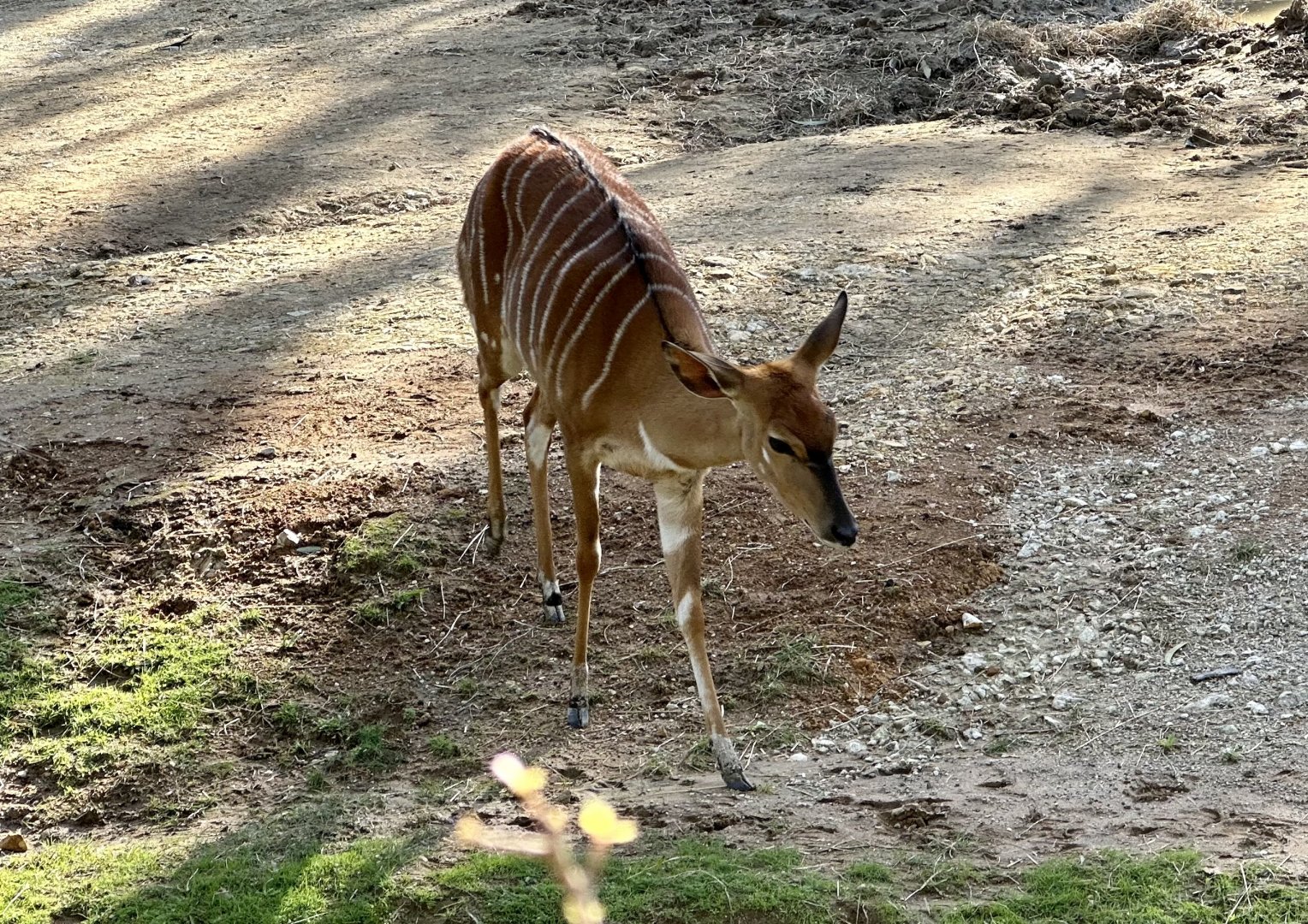 Lowland nyala (Tragelaphus angasii)