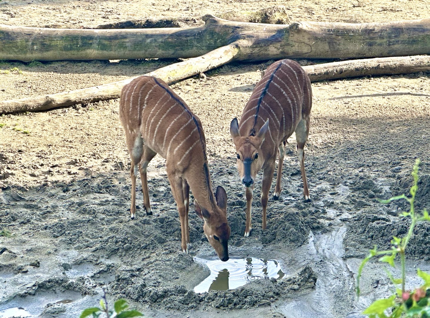 Lowland nyala (Tragelaphus angasii)