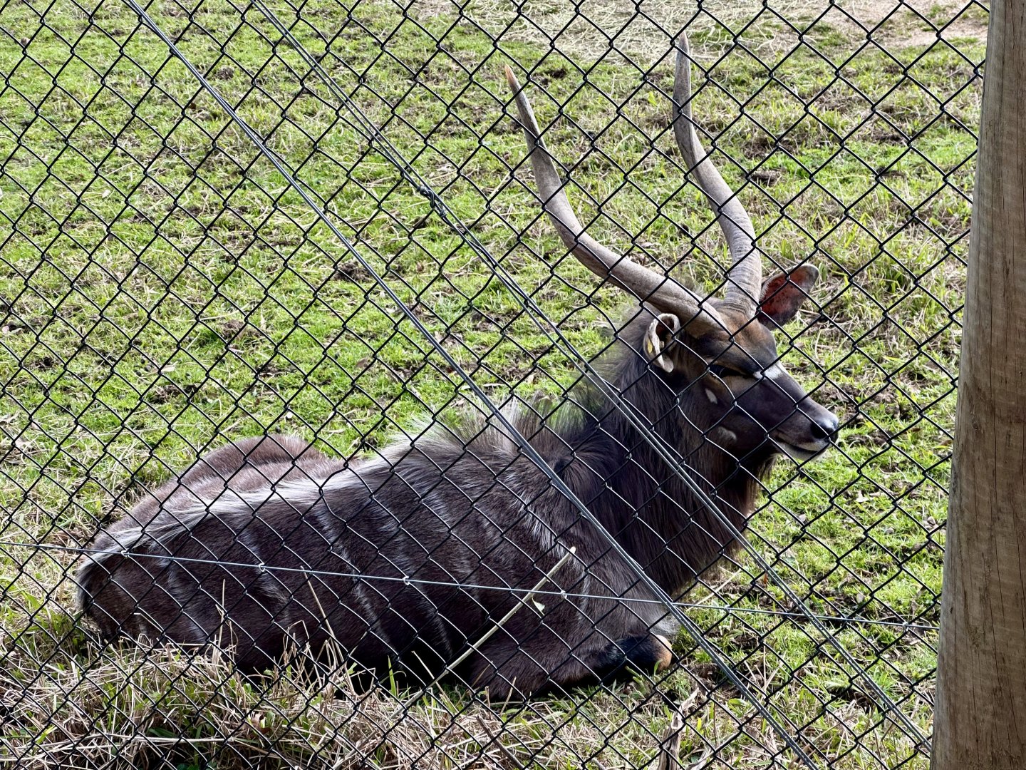 Lowland nyala (Tragelaphus angasii)