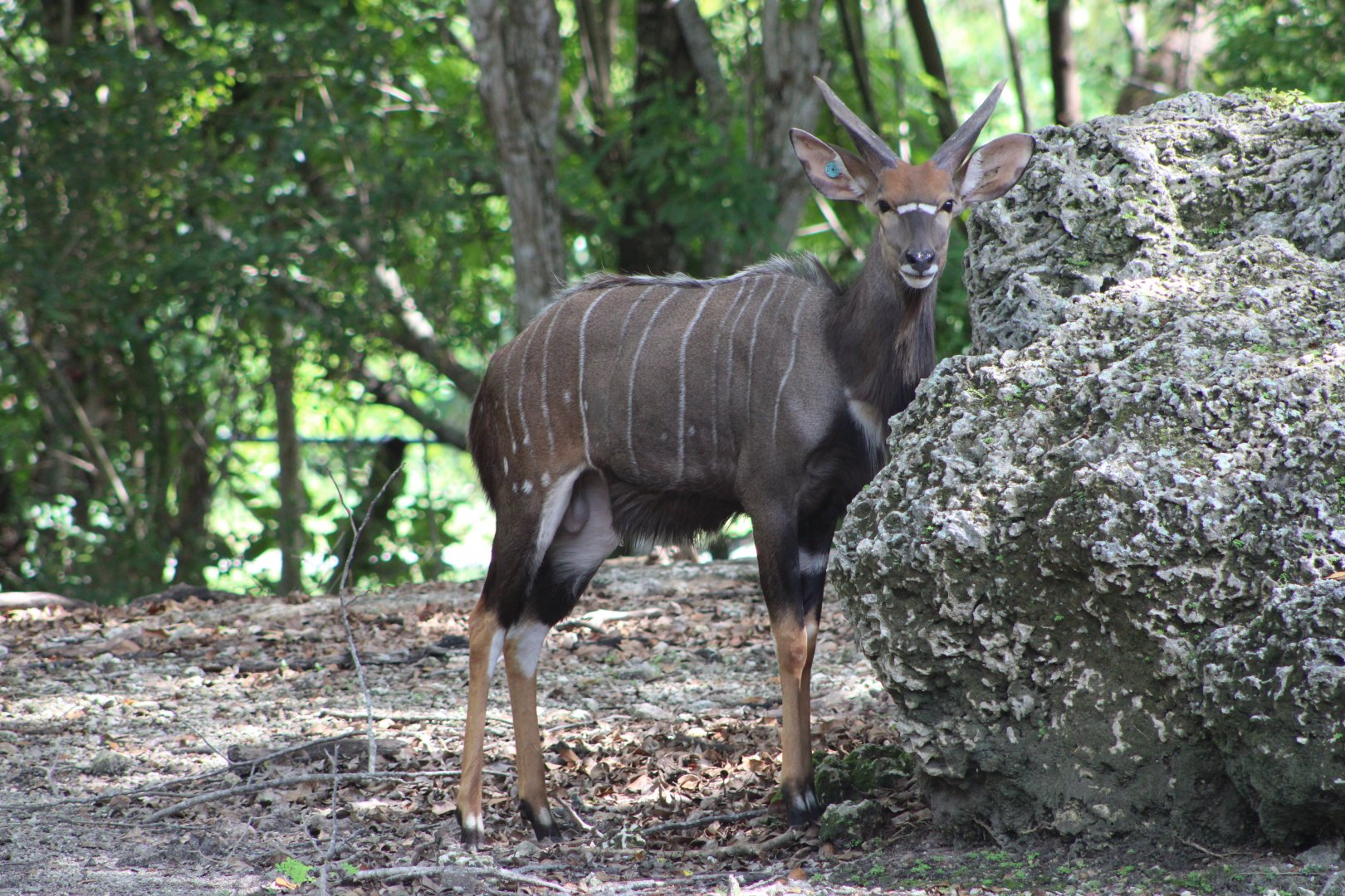 Lowland Nyala (Tragelaphus angasii)