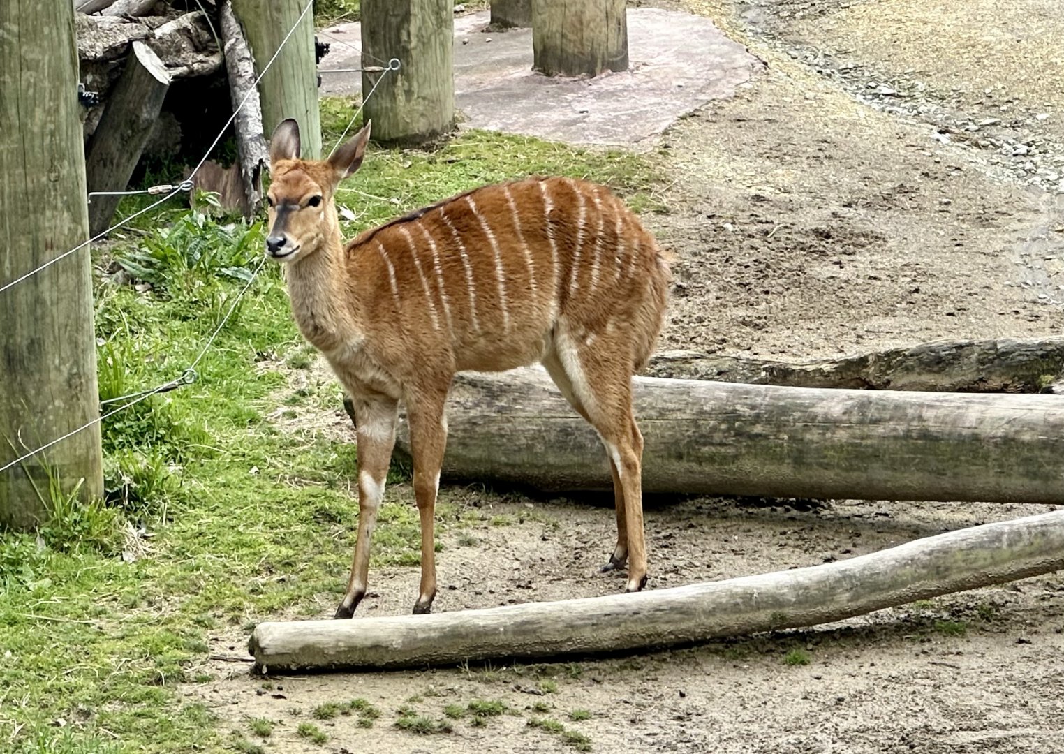 Lowland nyala (Tragelaphus angasii)