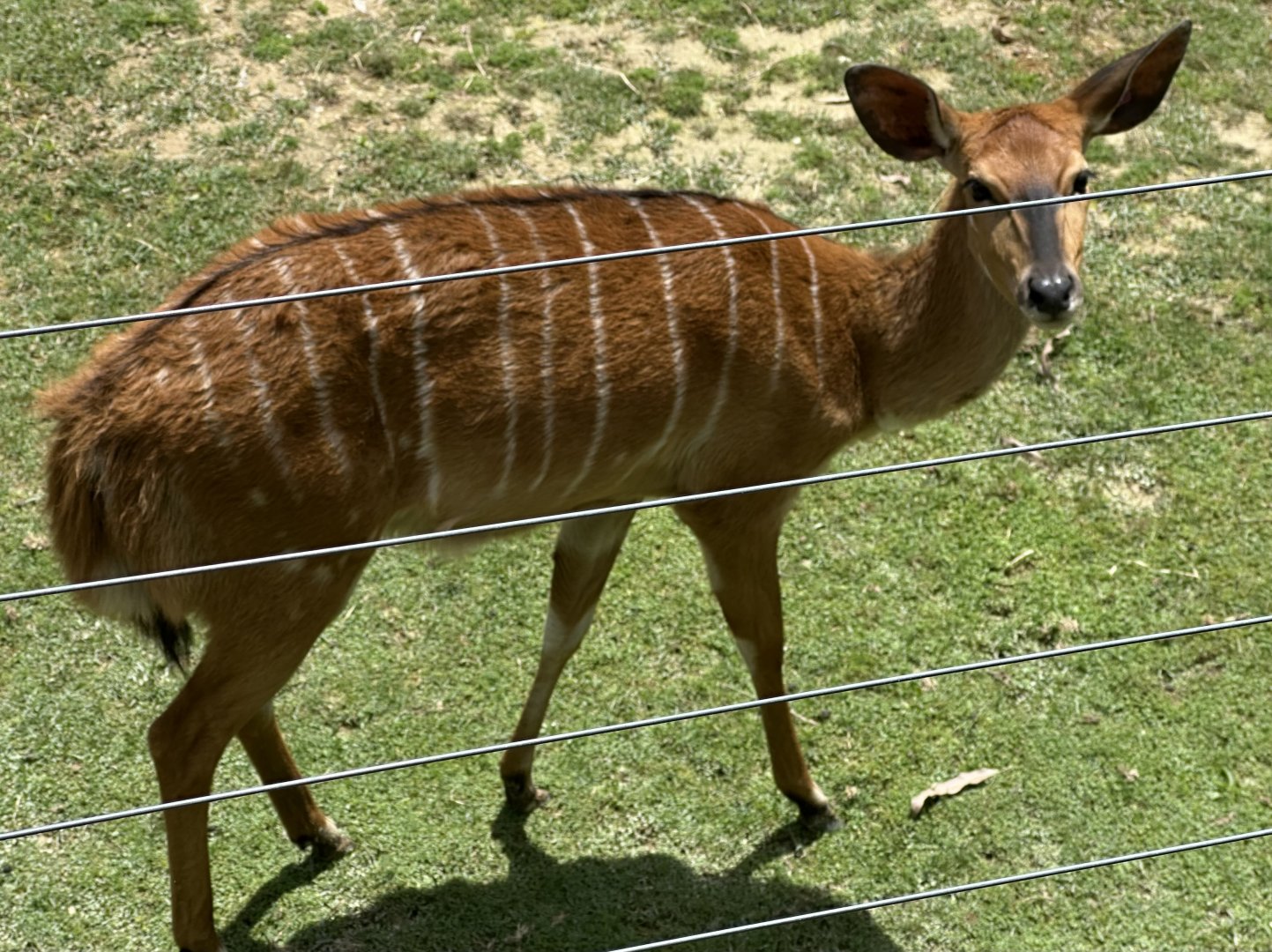 Lowland nyala (Tragelaphus angasii)