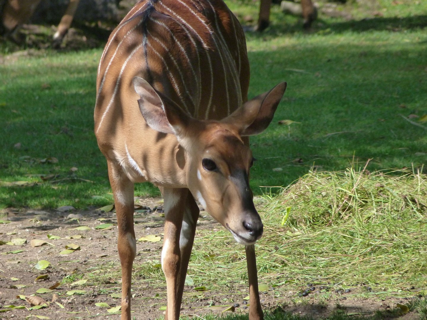 Lowland nyala -Zoo Plzeň (2025)