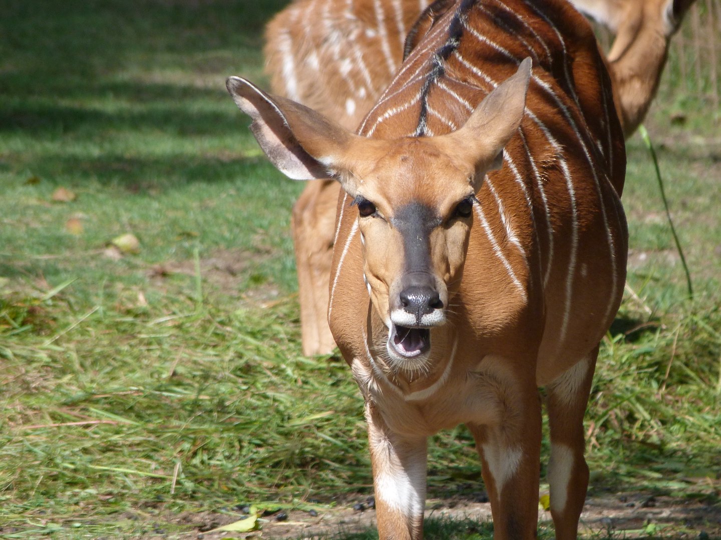 Lowland nyala -Zoo Plzeň (2025)