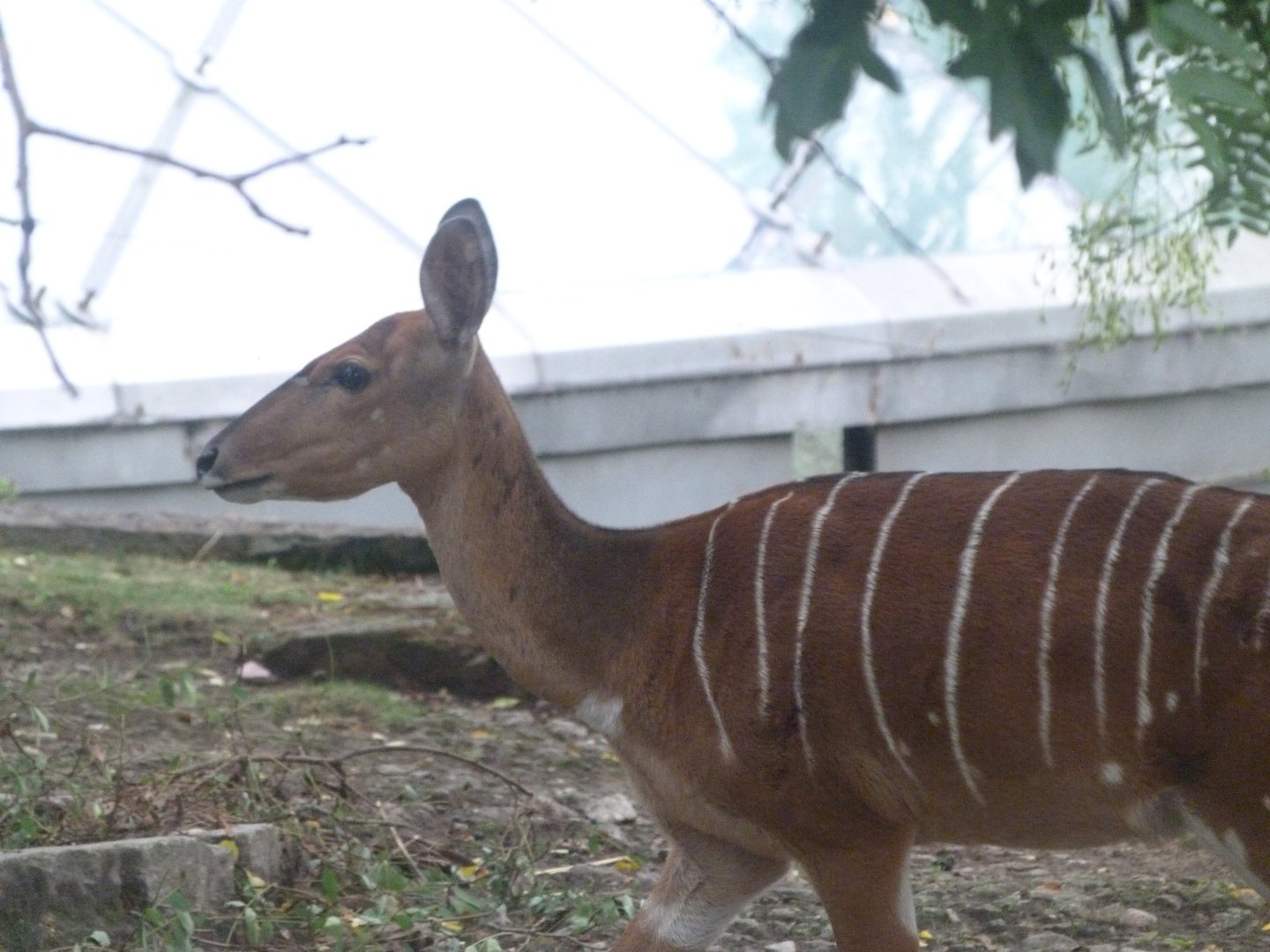 Lowland nyala -Zoologischer Garten Berlin (2024)