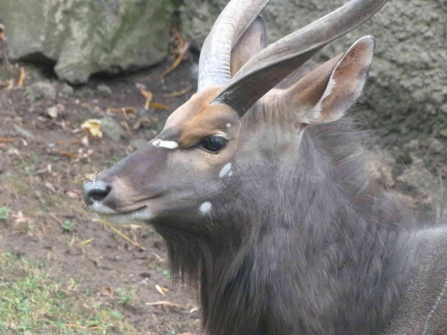 Lowland nyala -Zoologischer Garten Berlin (2024)