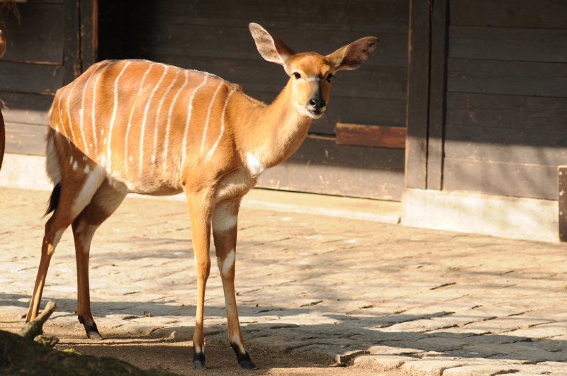 Lowland nyala