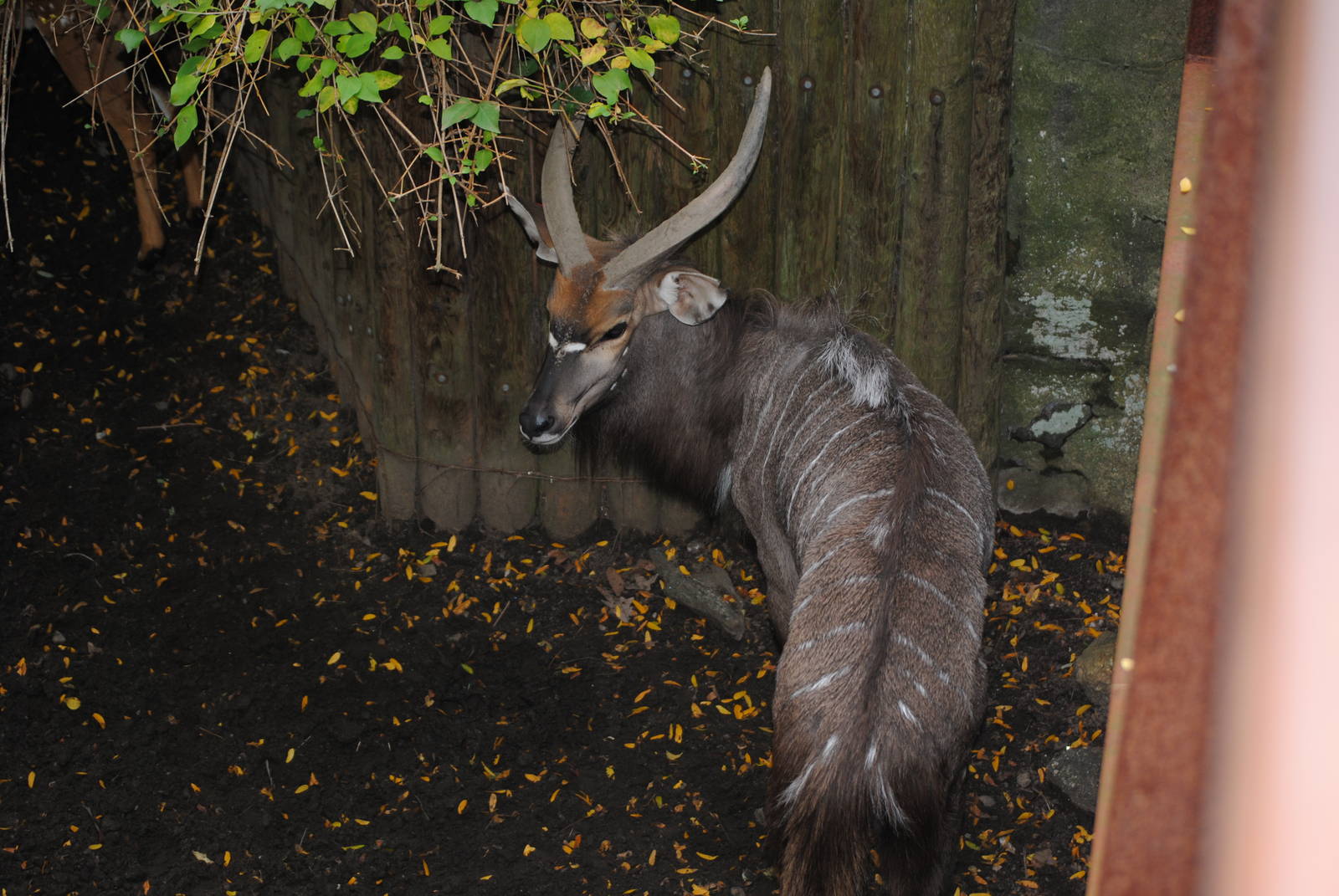 Lowland Nyala