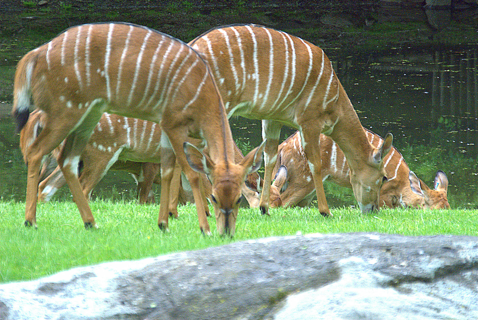 Lowland Nyala