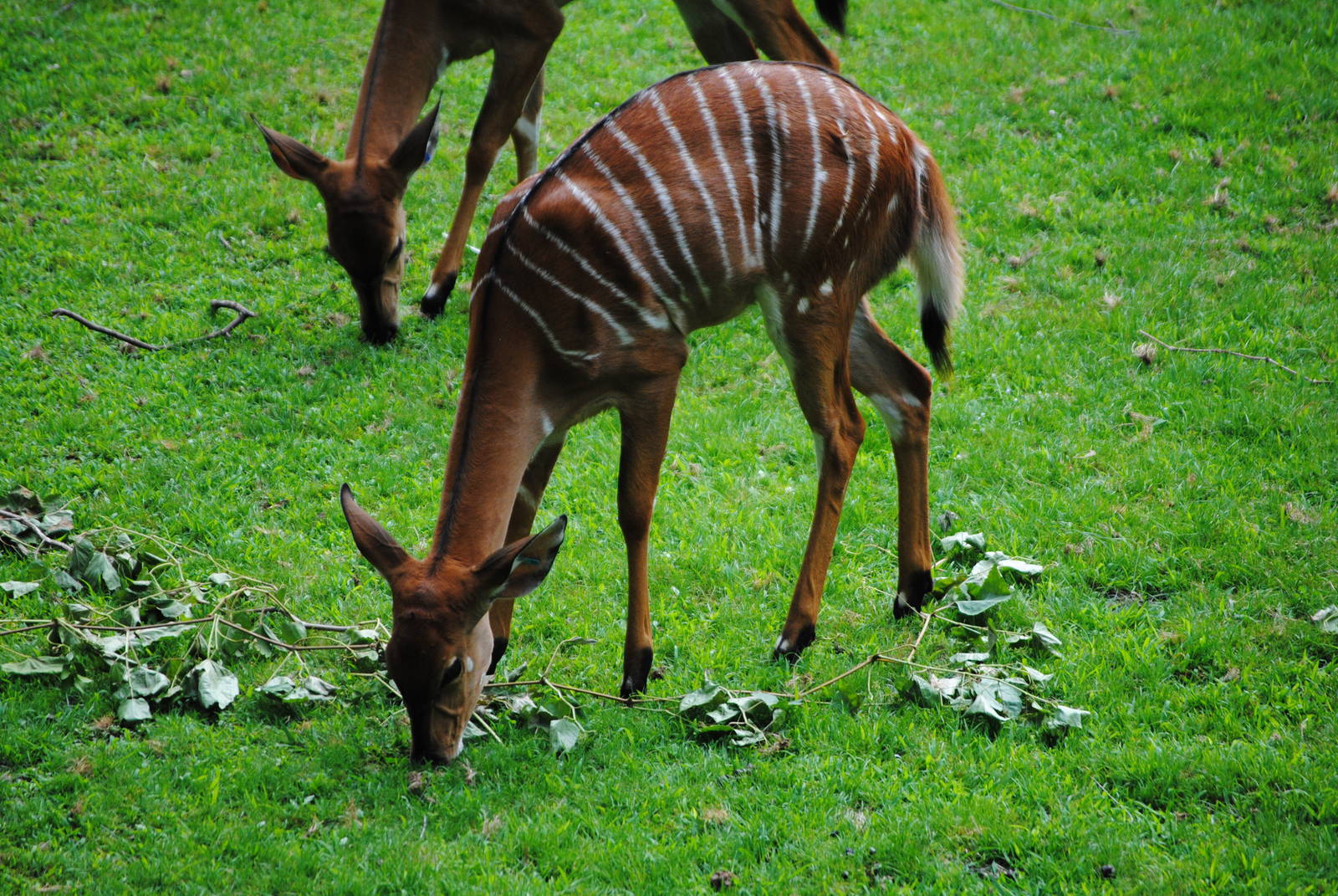 Lowland Nyala