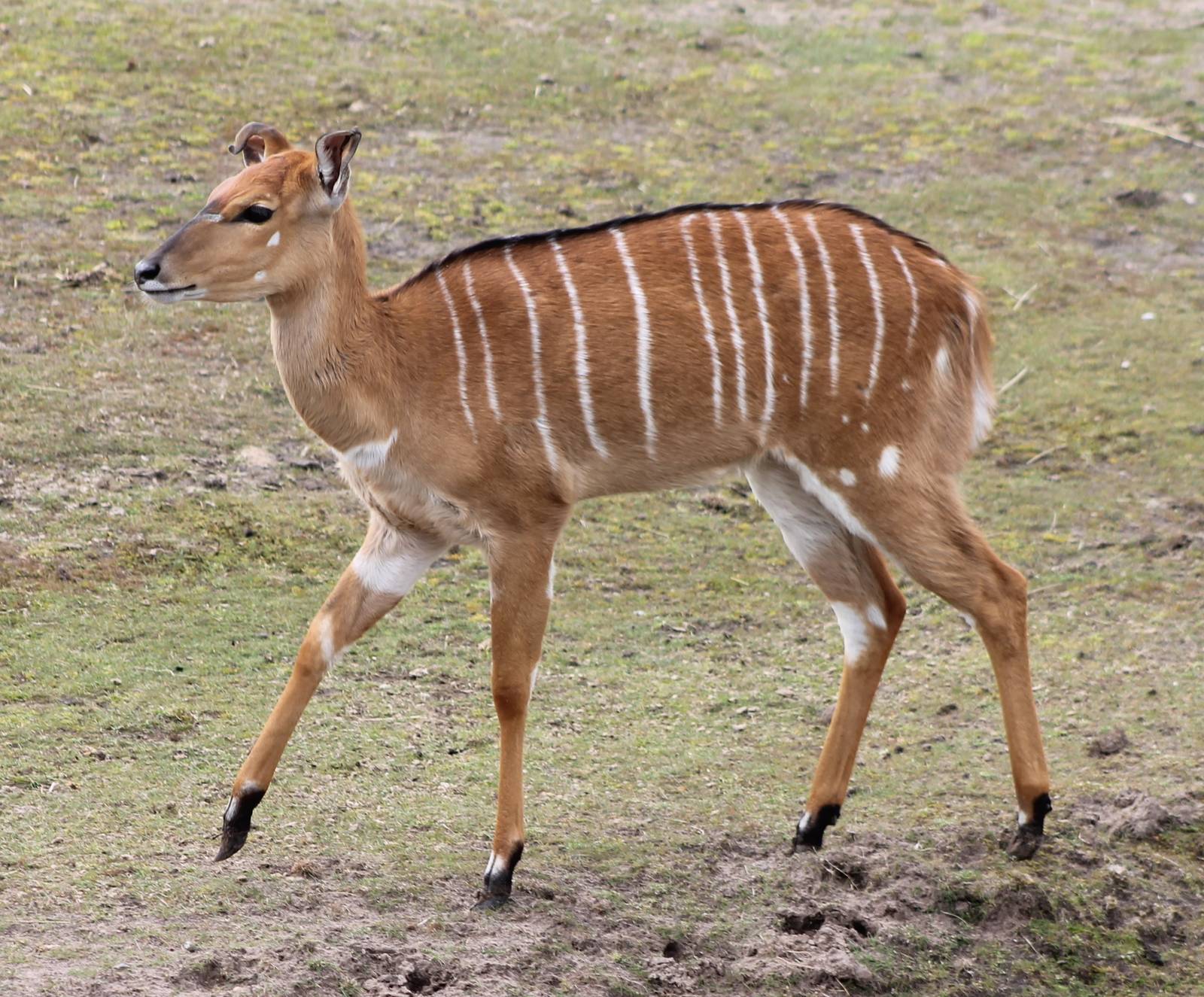 Lowland nyala