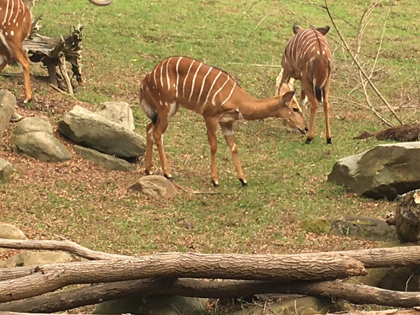 Lowland nyala